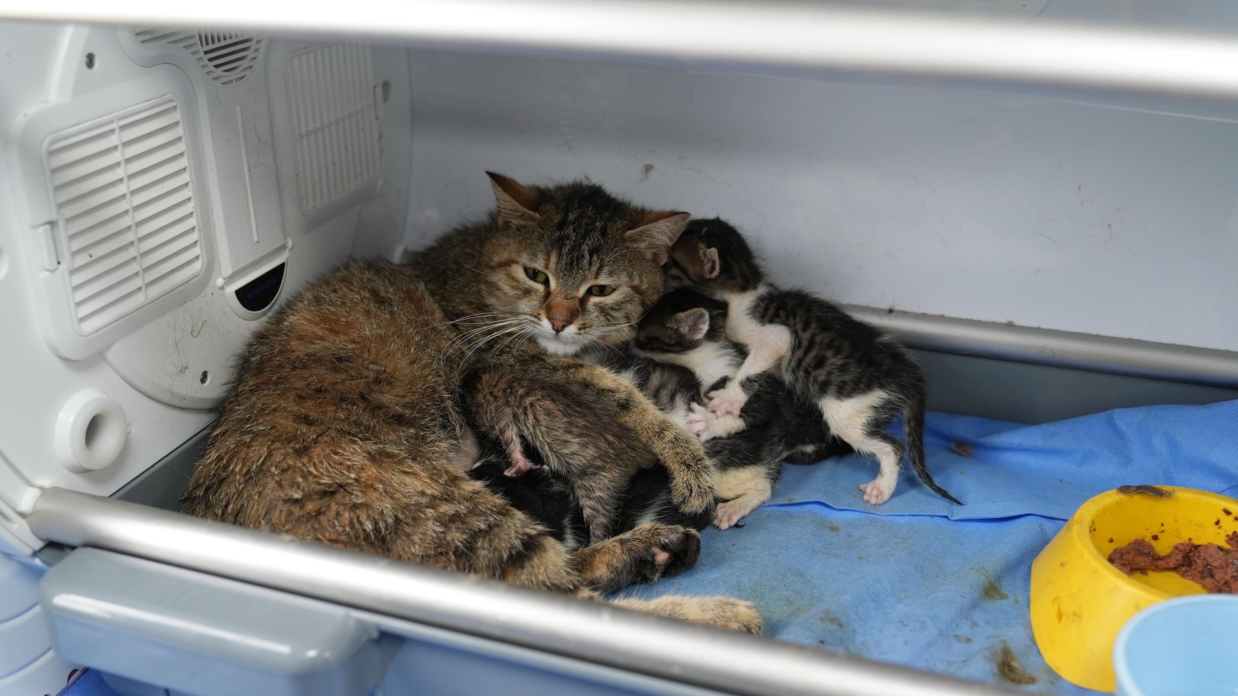 GÜRSU’NUN SÜT ANNE KEDİSİ SOSYAL MEDYAYI SALLADI