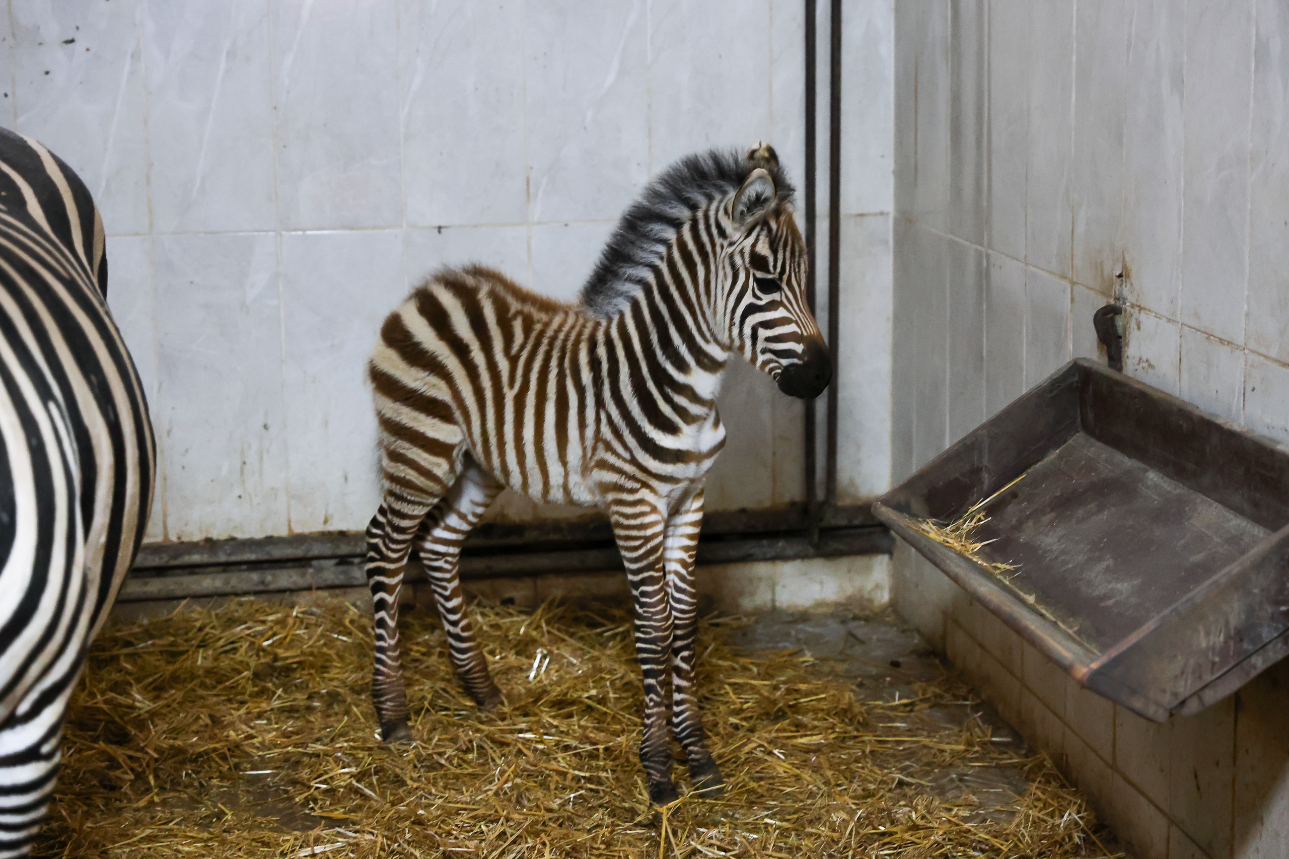 Bursa Hayvanat Bahçesi’nde zebra ailesi büyüyor
