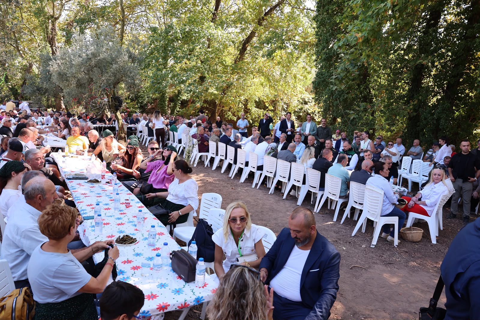 Bursa'nın zeytin mirası Gemlik ve Orhangazi'de yaşatılıyor