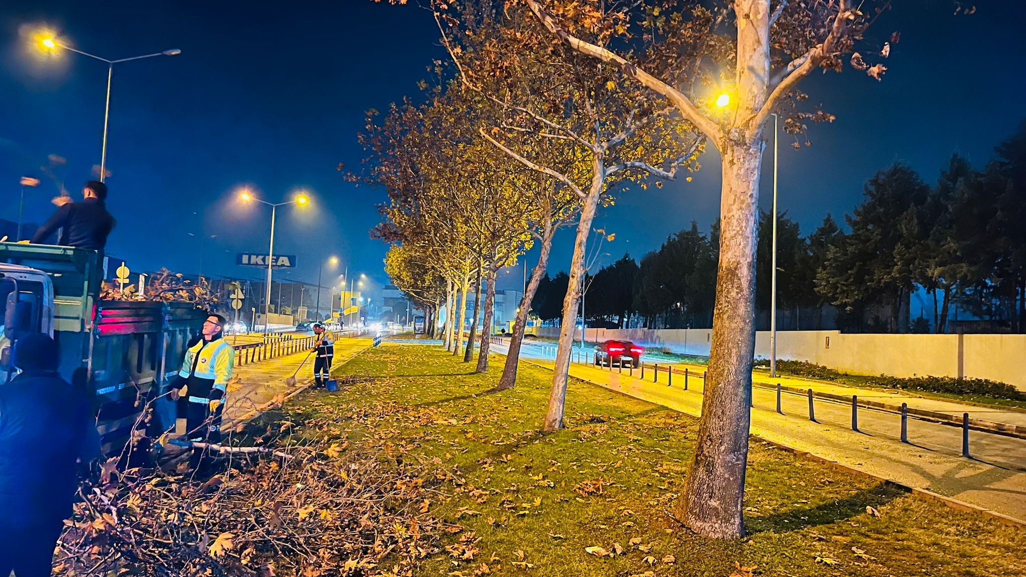 BURSA'DA ÇINAR AĞAÇLARINA KIŞ BAKIMI