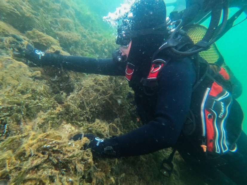 Gemlik Körfezi'nde Müsilaj Alarmı: Erken Müdahale Başladı