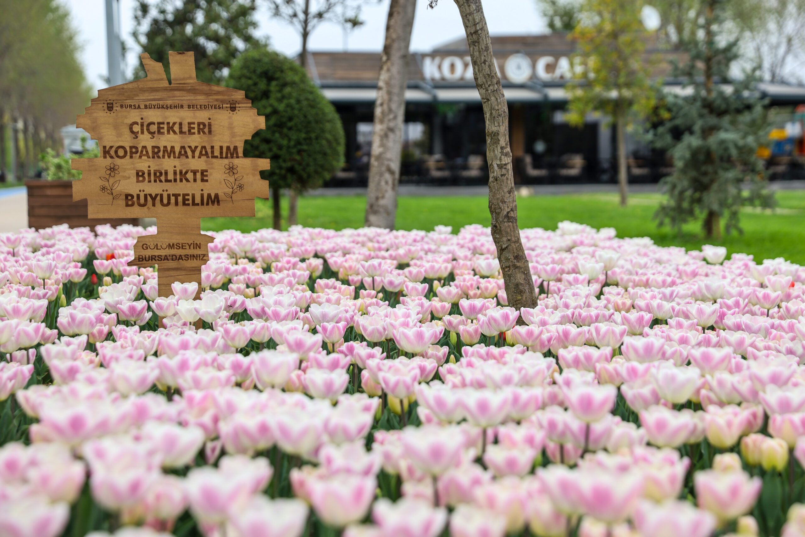 Büyükşehir, parkları lale ve çiçeklerle renklendirdi