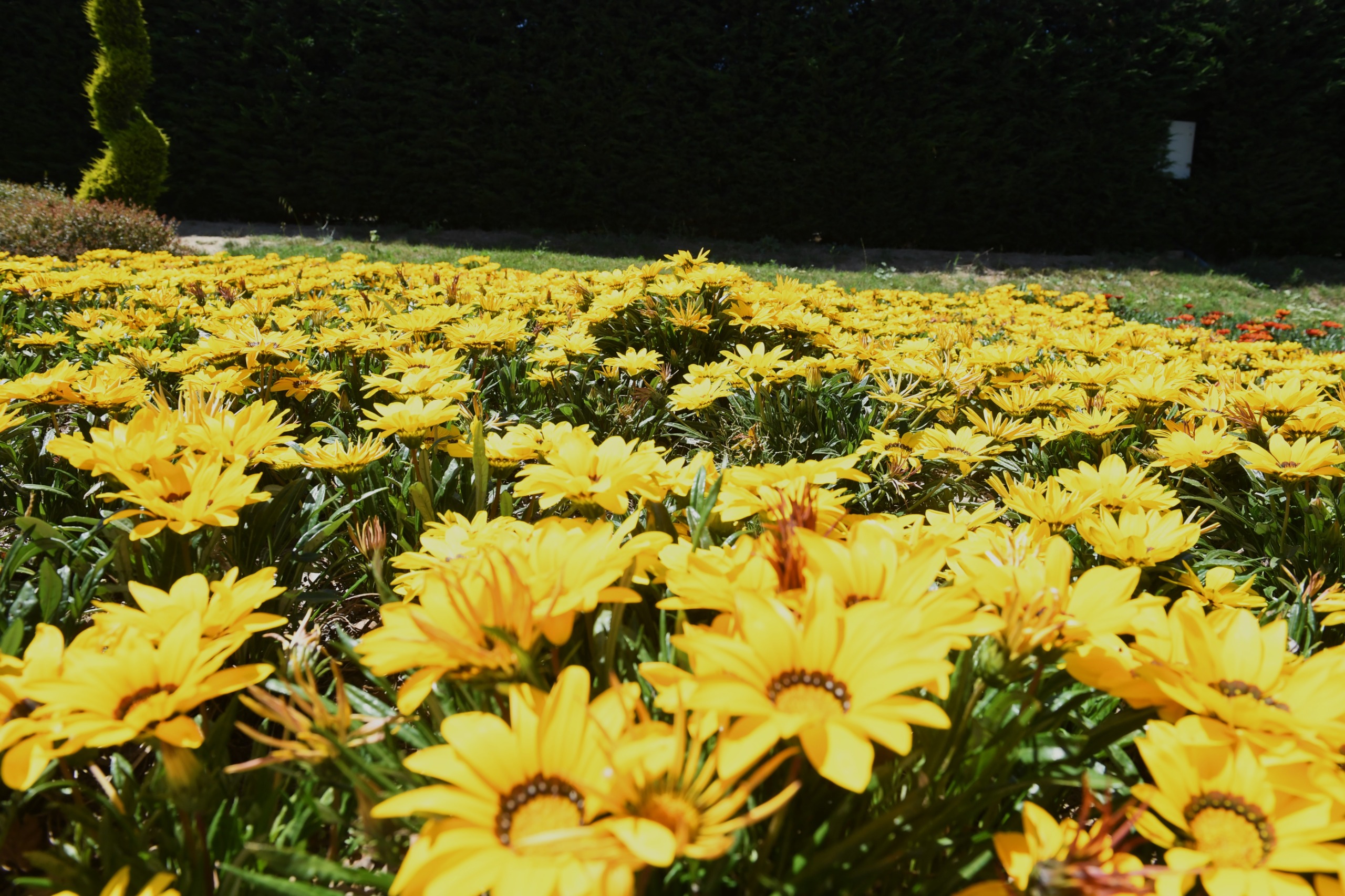 Osmangazi’nin her yeri çiçek kokuyor