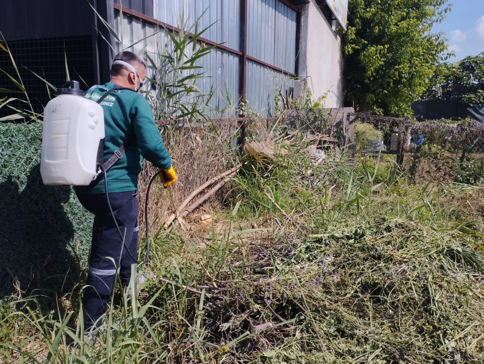 Sinekle mücadele tüm hızıyla sürüyor