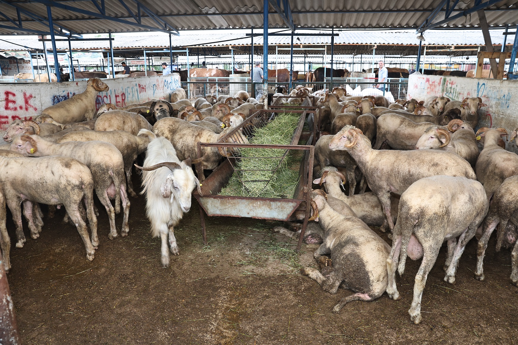 Nilüfer Kurban Bayramı’na hazır