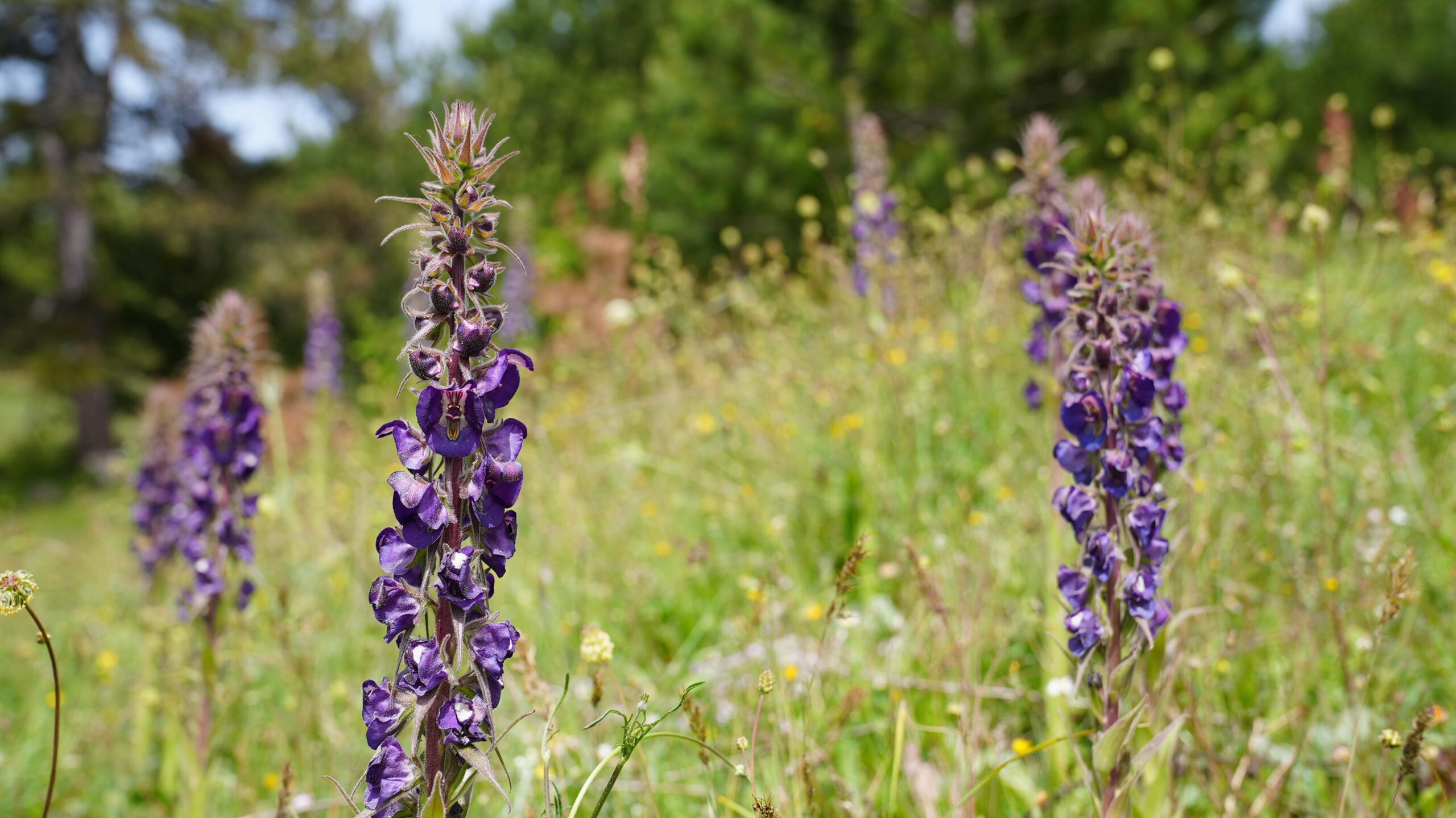 GÜRSU’NUN GÖK SIĞIRKUYRUĞU  ÇİÇEKLERİNİ AÇTI