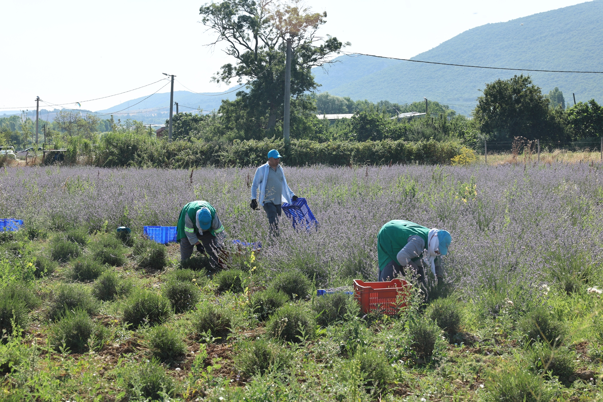Nilüfer’de lavanta hasadı başladı
