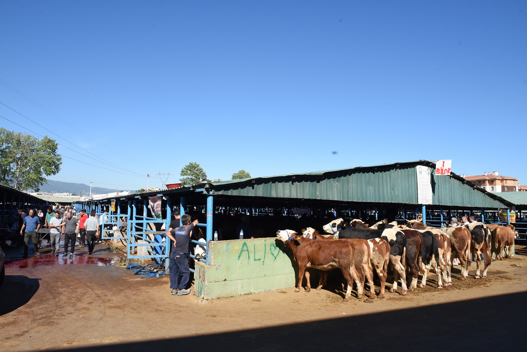 YILDIRIM KURBAN BAYRAMINA HAZIR