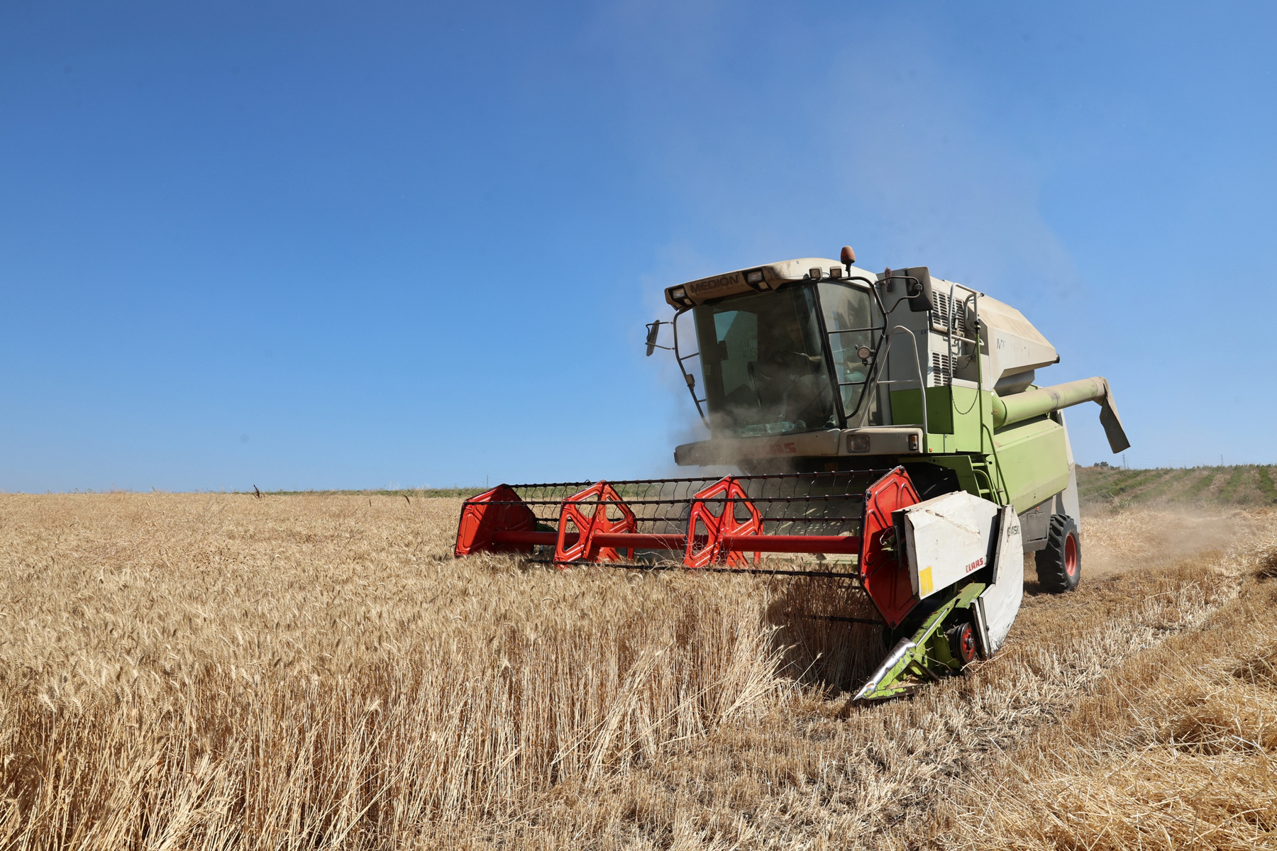 Nilüfer’de buğday hasadı başladı