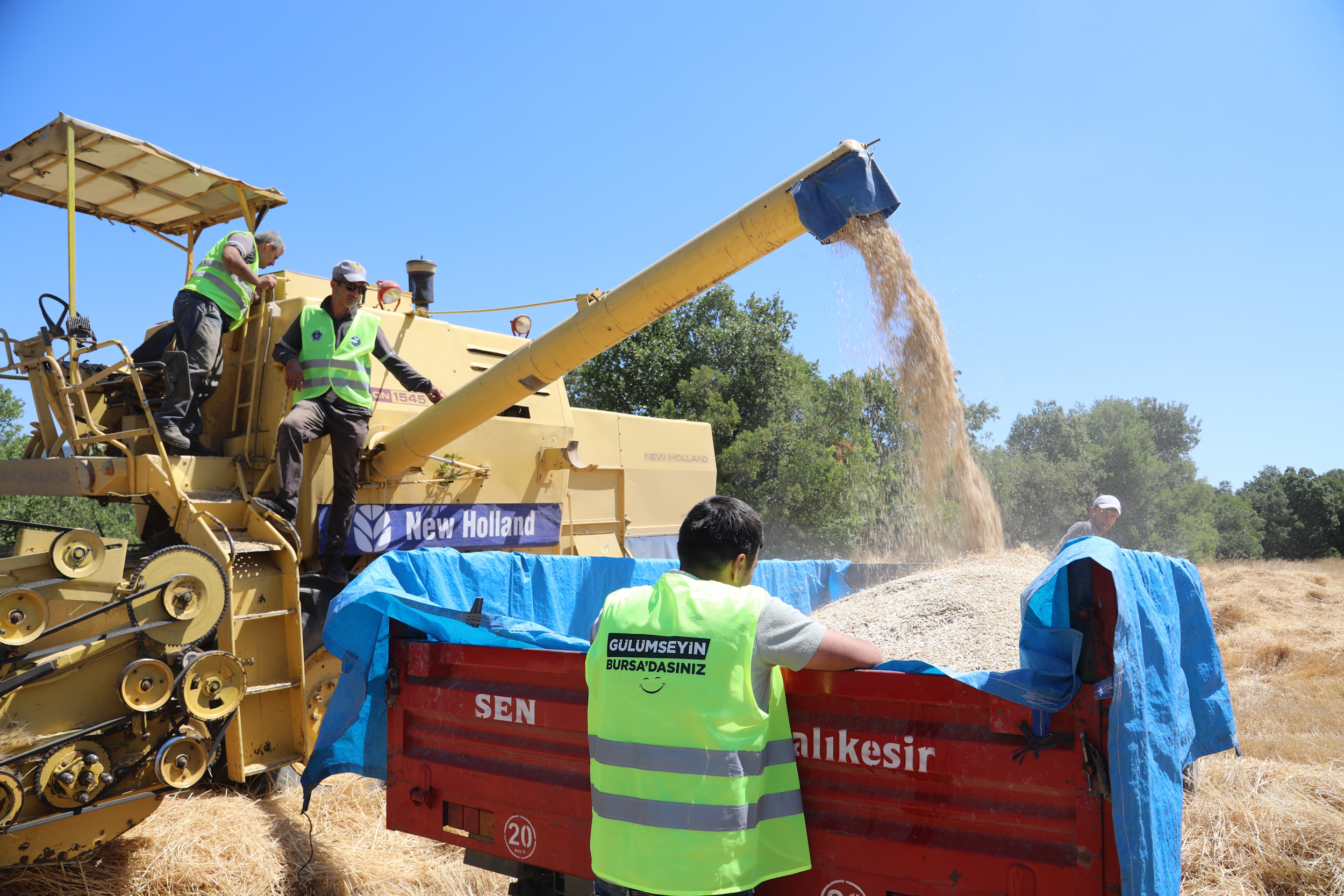 Siyez buğdayında hasat bereketi