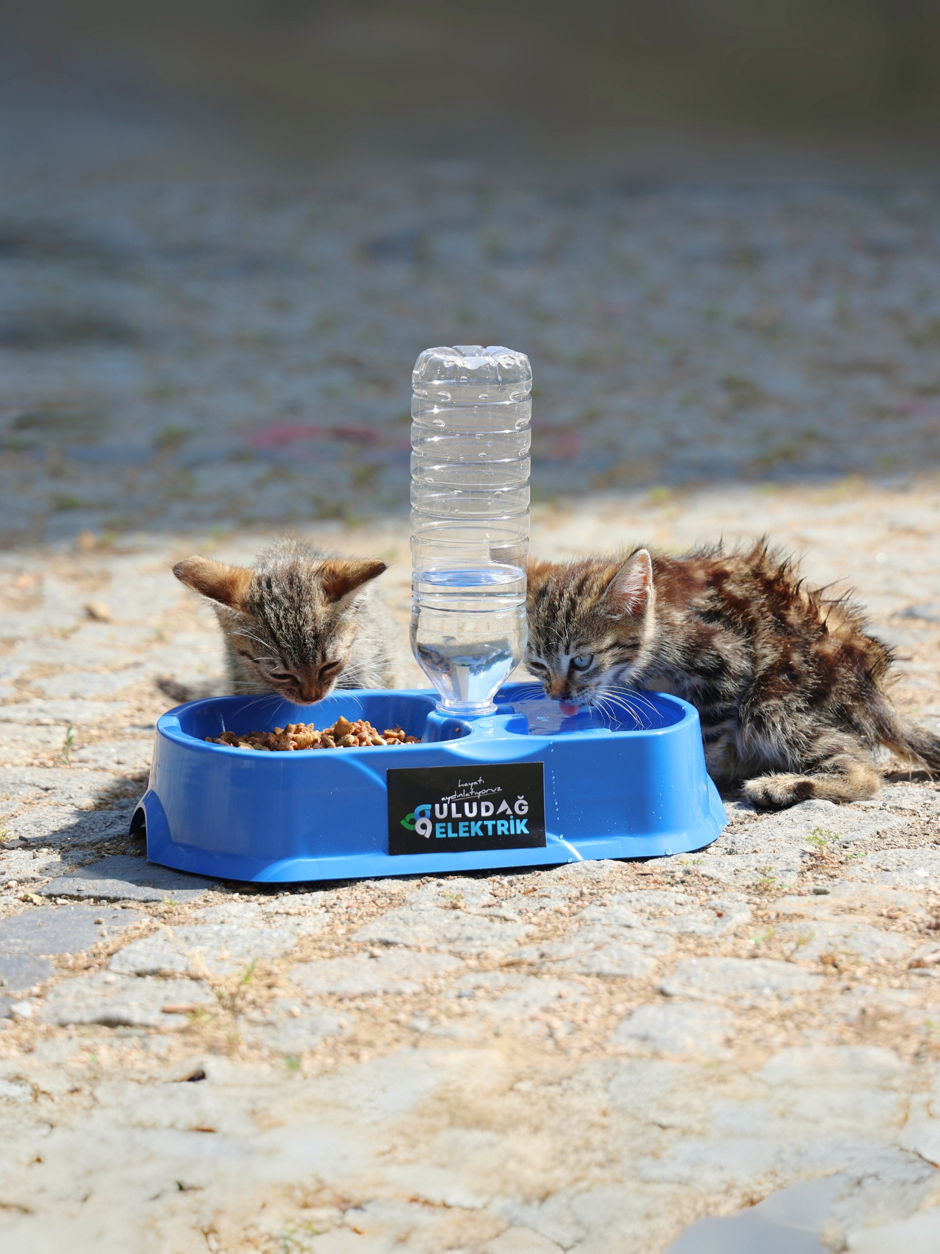 “Sevgimiz, Enerjimiz Sizinle” Projesi Sokak Hayvanlarının Yanında