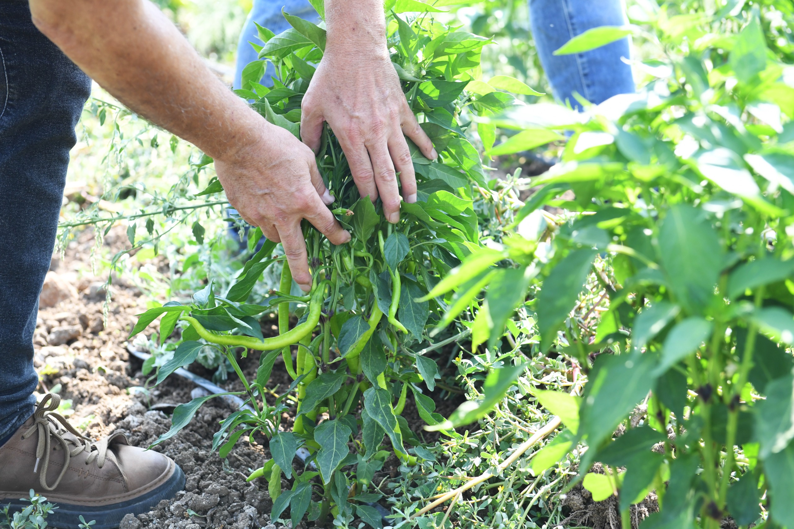 Gazi Tarım’da hasat zamanı