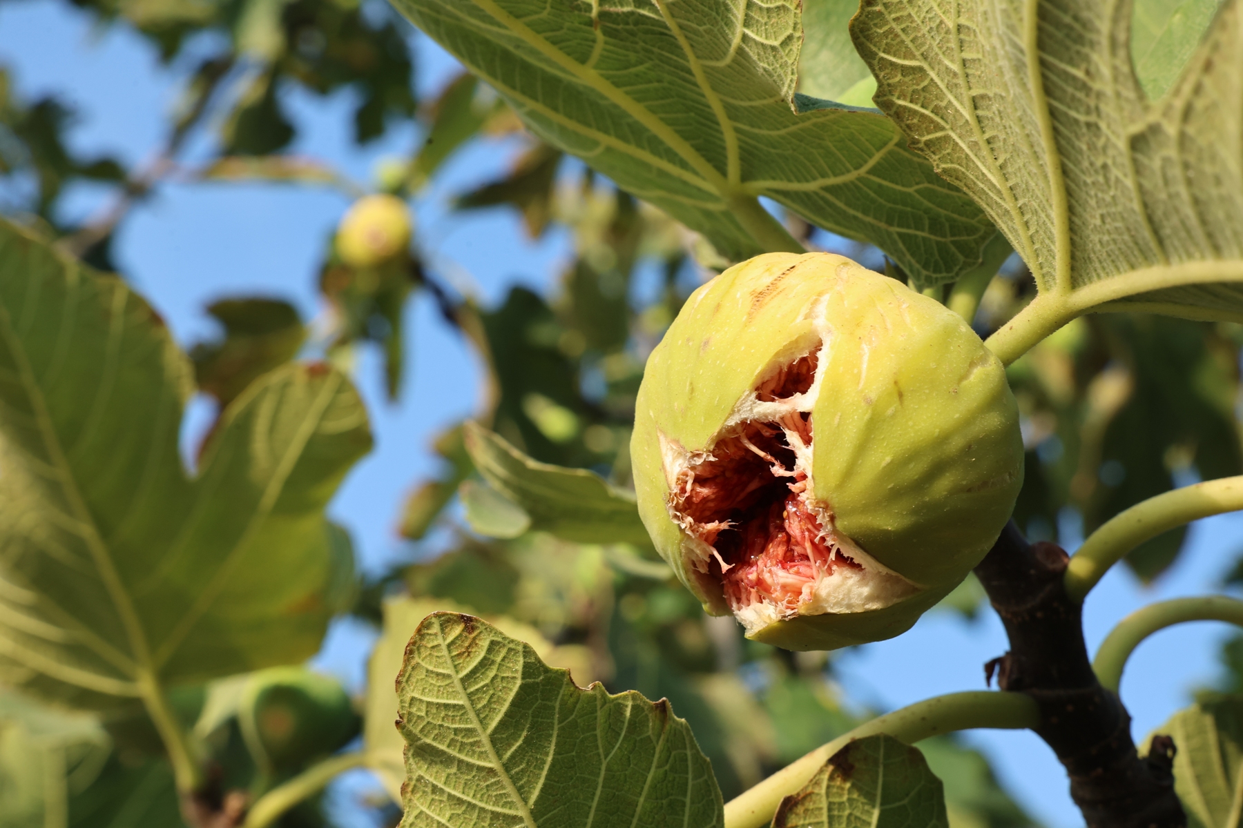 Nilüfer’de incir hasadı başladı