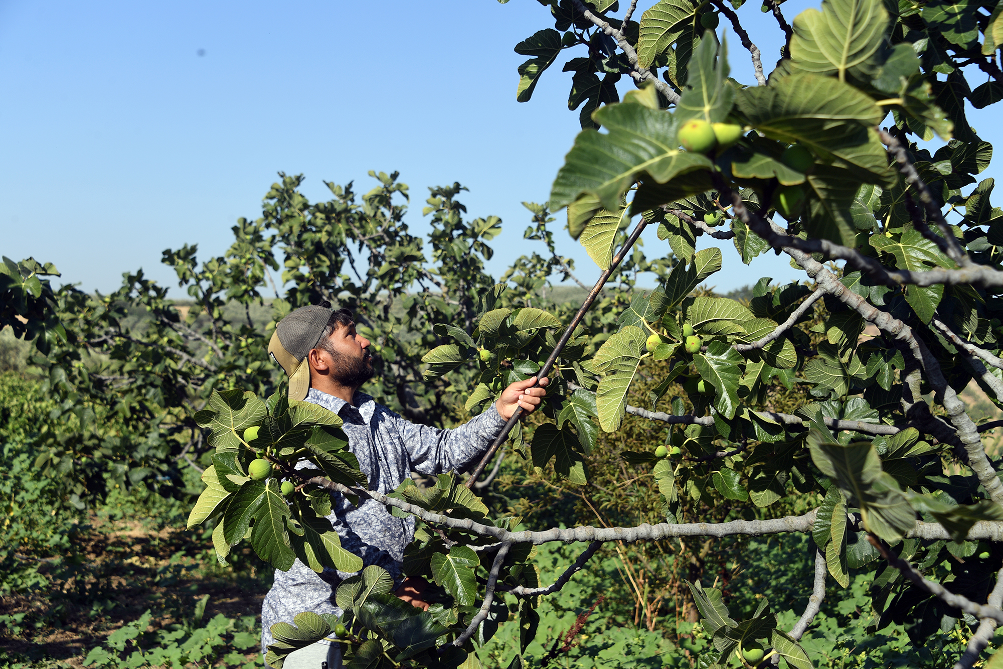 Osmangazi’den dünyaya açılan lezzet “Bursa Siyah İnciri”