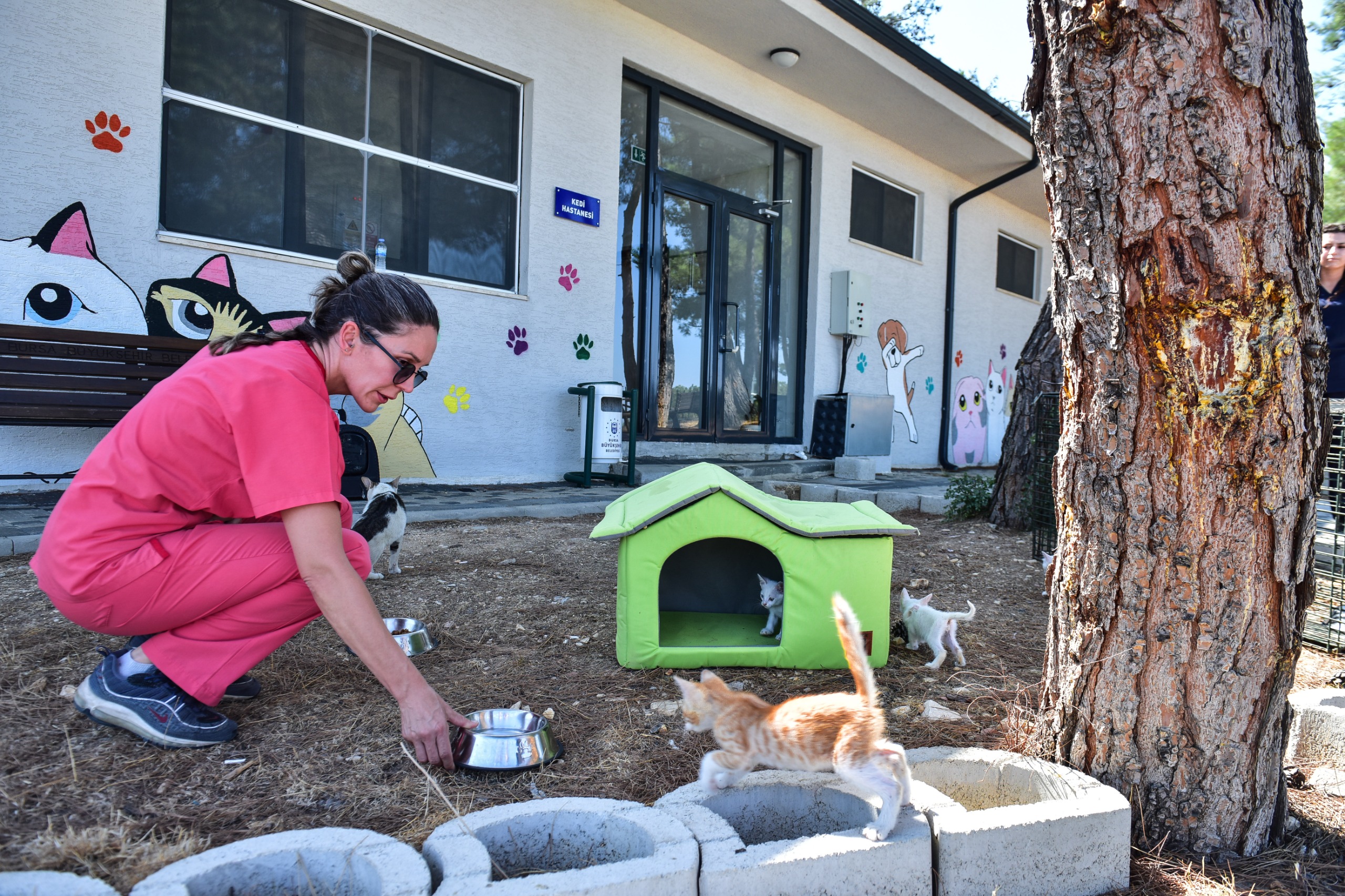 Büyükşehir’den can dostlara şefkat eli