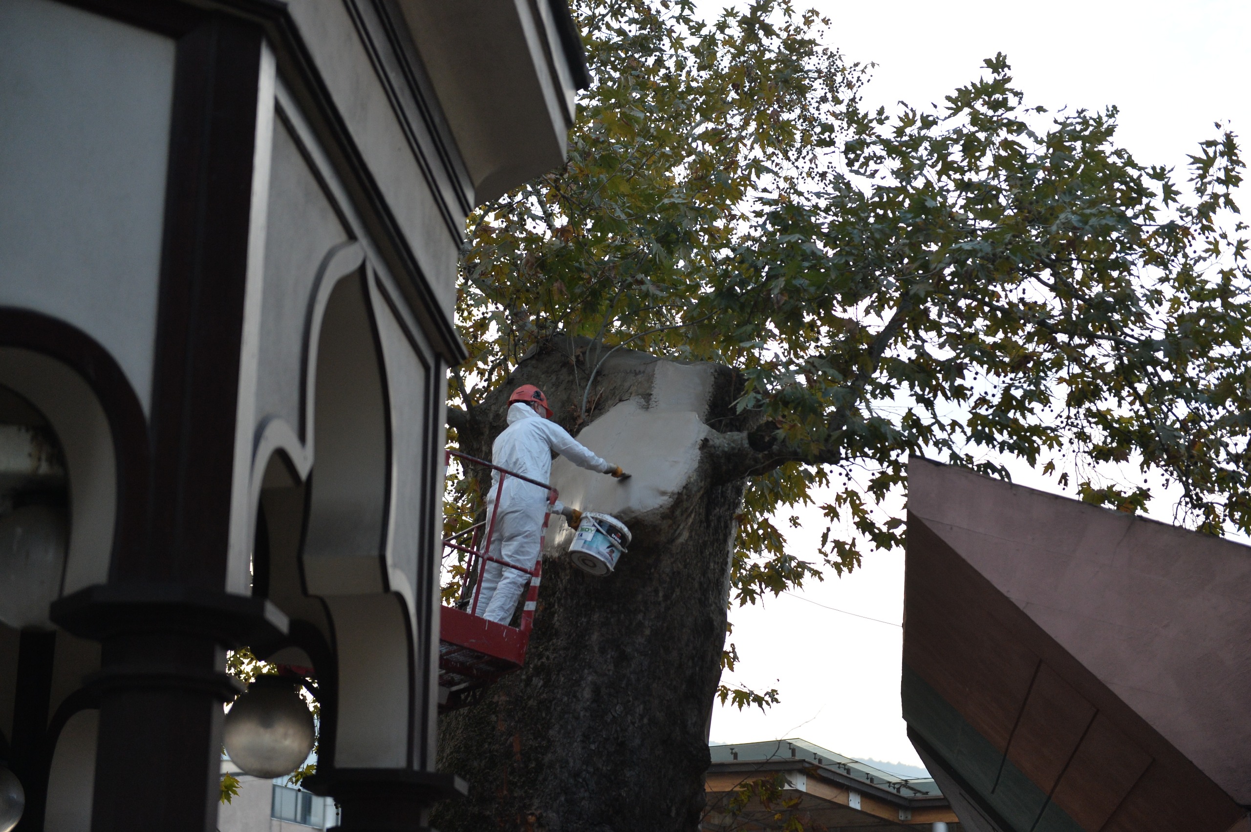 Bursa’nın asırlık çınarı koruma altına alındı