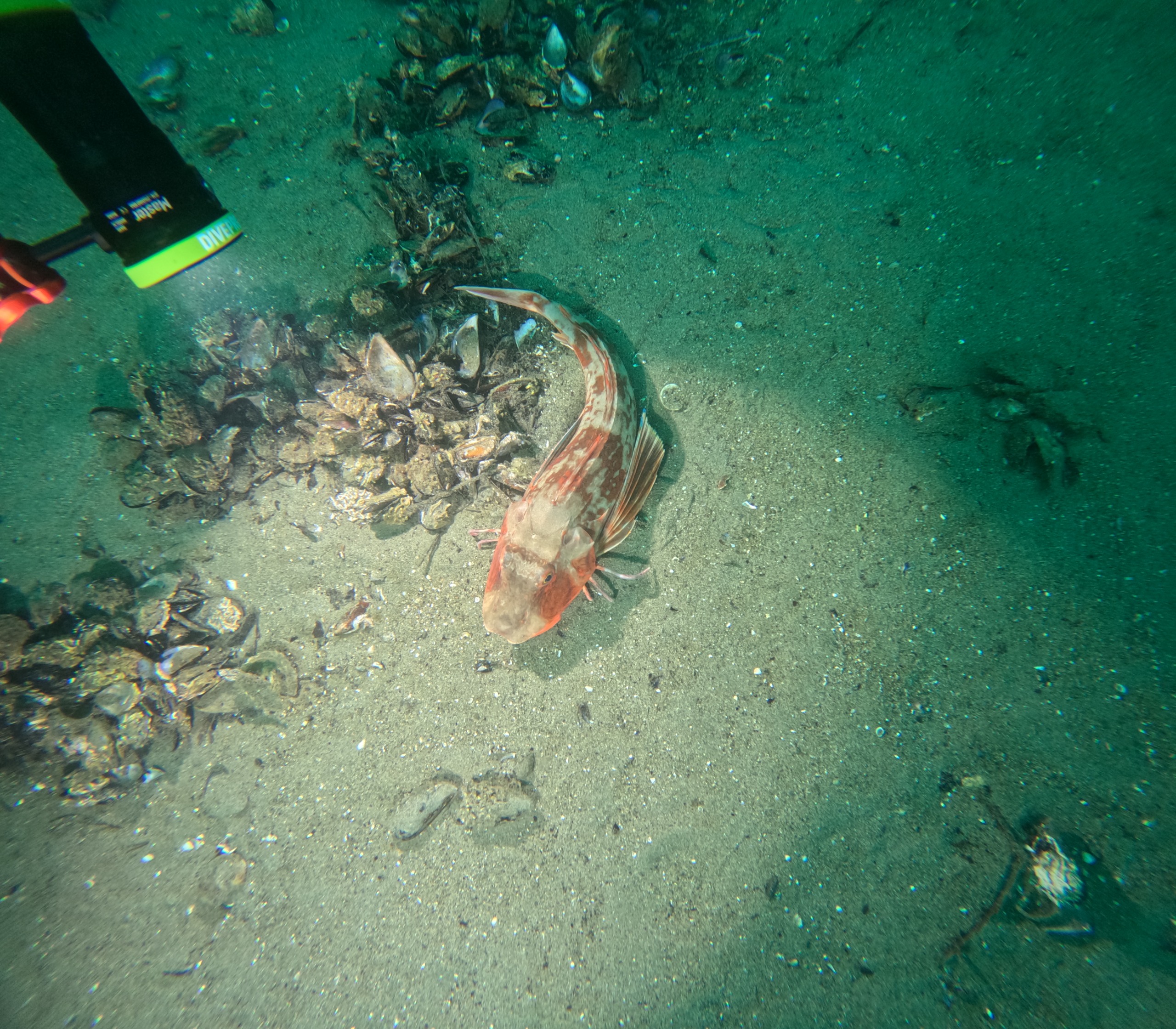 Marmara Denizi’nin ekolojik yapısı mercek altında