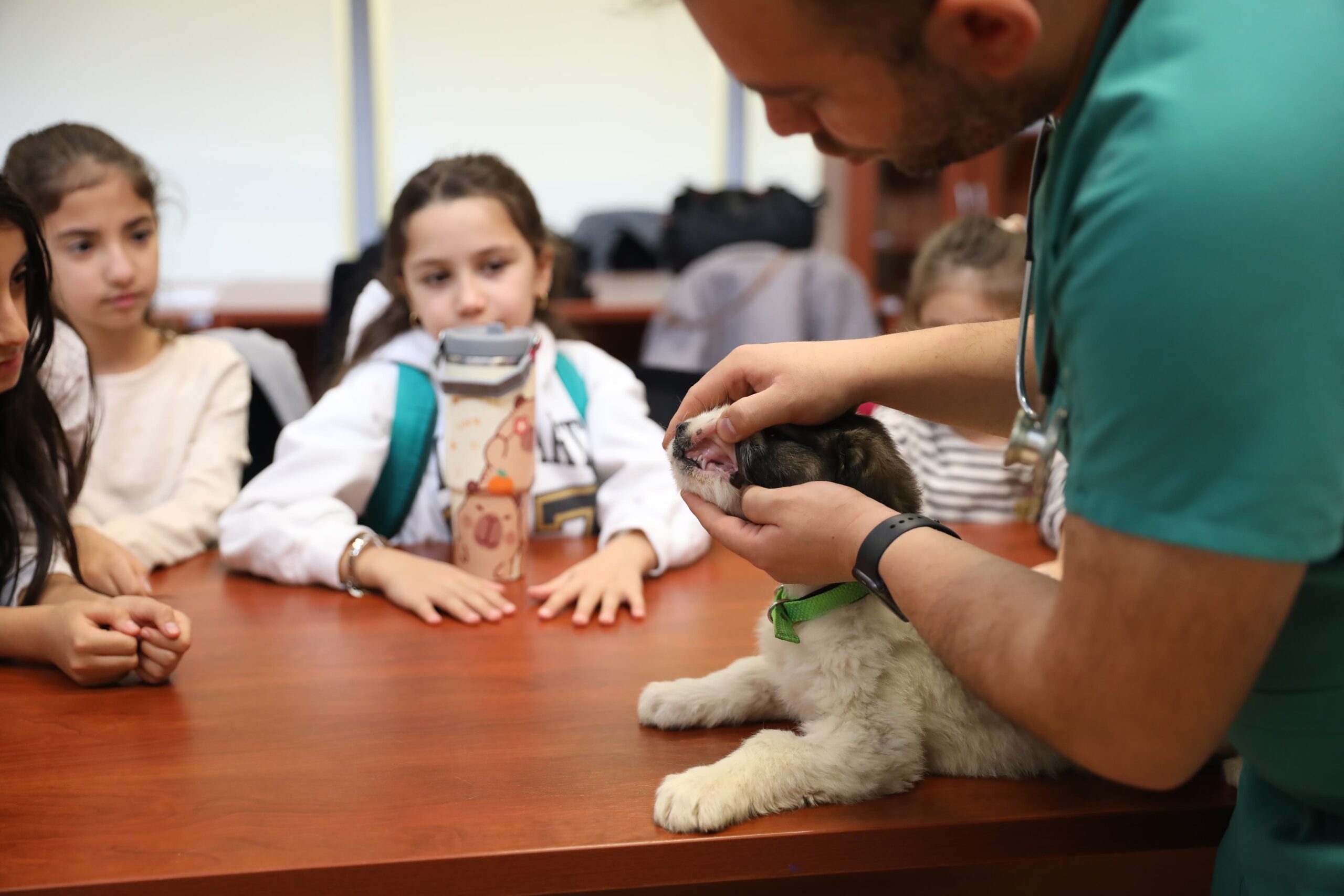 Minik veterinerler görev başında