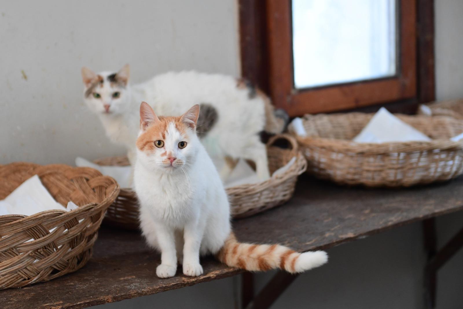 Osmangazi Belediyesi Can Dostların Umudu Oluyor