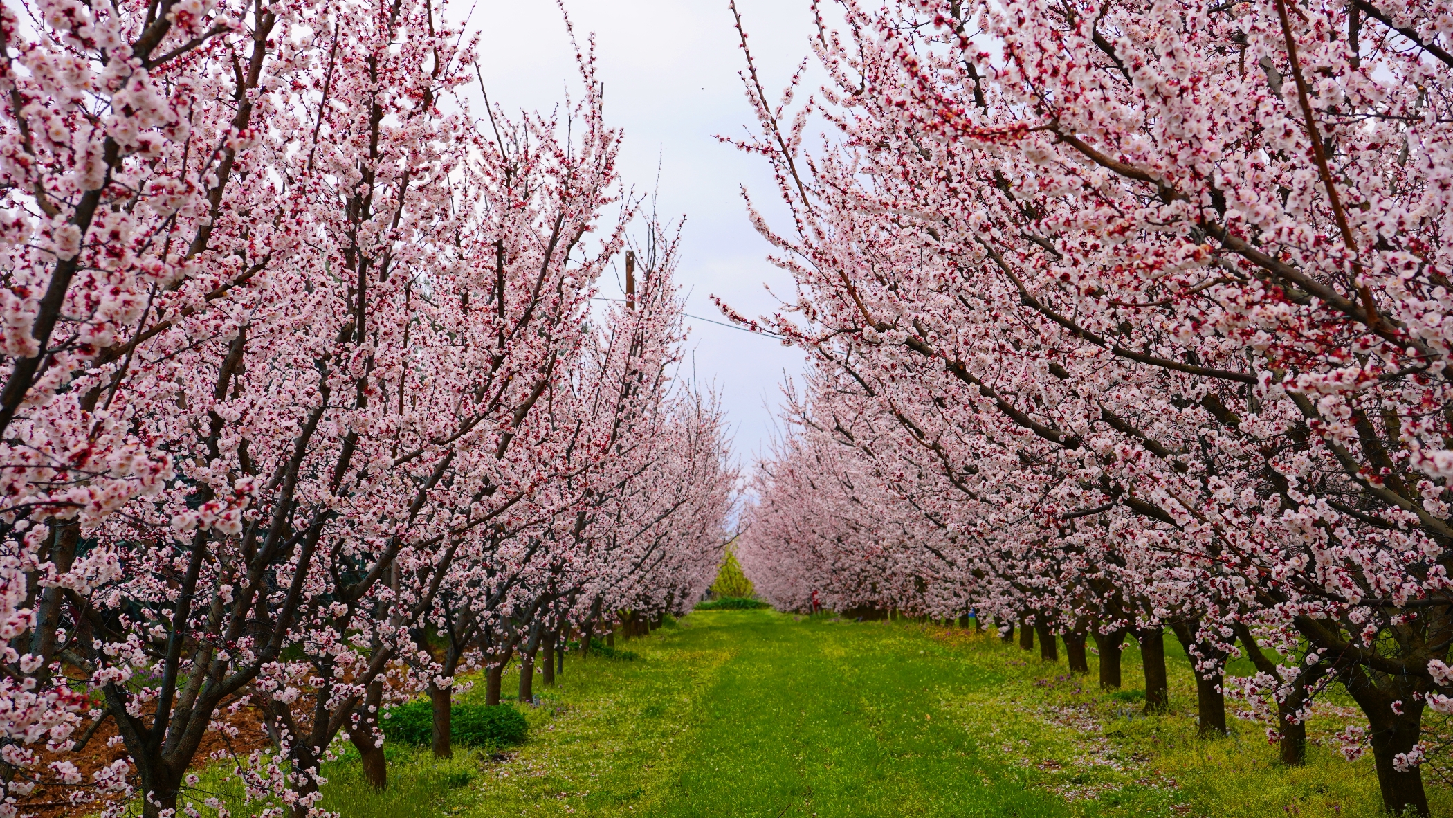 İznik Çiçek Bahçesine Büründü